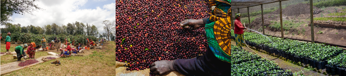 Tanzania farm, coffee cherry, and nursery